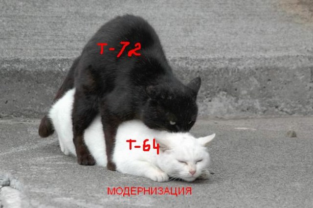 pictures-of-cats-018 (1).jpg